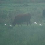 Cattle Egrets, Papercourt Water Meadows (E Sames).