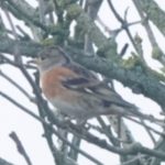 Brambling, Papercourt Water Meadows (E Sames).