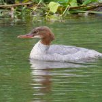 Goosander, Leatherhead (M Davis).