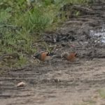 Bramblings, Papercourt Water Meadows (E Sames).