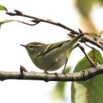 Yellow-browed Warbler, Rotherhithe (R Page-Jones).