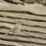 Black Redstart, West Molesey (D Harris).