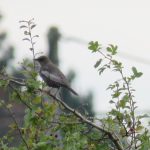 Ring Ouzel, Little Woodcote (I Jones).