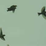 Crossbills, Crooksbury Common (M Fincham).