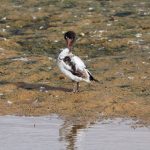 Shelduck, Beddington Farmlands (J Boorman).