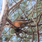 Crossbill, Thursley Common (K Britten).