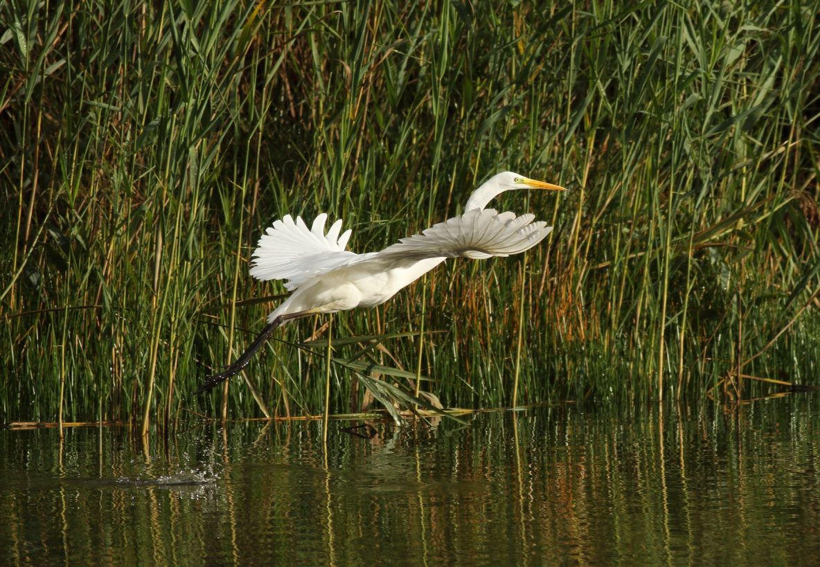 Great Egret, Molesey Heath (D Harris).