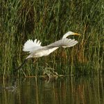 Great Egret, Molesey Heath (D Harris).