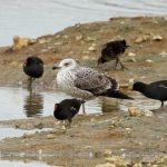 Caspian Gull, Beddington Farmlands (A Dutta).