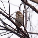 Little Bunting, Thursley Common (I Groot).