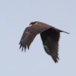 Marsh Harrier, Leith Hill (M Davis).