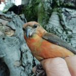 Crossbill, Crooksbury Common (J Gates).