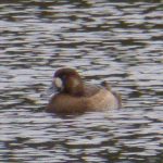 Scaup, Frensham Great Pond (S Woolfries).
