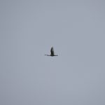Spoonbill, London Wetland Centre (J Lowther/S Weingarten).
