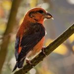 Crossbill, Thursley Common (N Hilton).