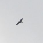 Short-eared Owl, Papercourt Water Meadows (P Mattos).