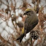 Crossbill, Thursley Common (N Hilton).