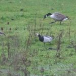 Barnacle Goose, Unstead SF (S Jones).