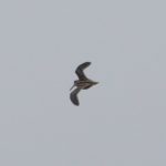 Jack Snipe, Godalming (S Jones).