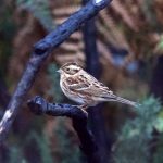 Rustic Bunting, Thursley Common (D Brassington).