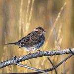 Little Bunting, Thursley Common (E Stubbs).