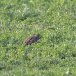 Grey Partridges, Shackleford (E Stubbs).
