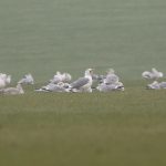 Yellow-legged Gull, Shackleford (E Stubbs).