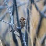 Little Bunting, Thursley Common (E Stubbs).