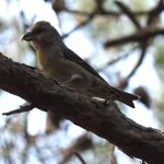 Crossbill, Thursley Common (B Wright).