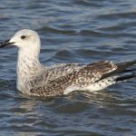 Yellow-legged Gull, Rotherhithe (R Bonser).