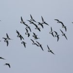 Barnacle Geese, Island Barn Reservoir (D Harris).