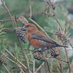 Crossbill, Thursley Common (M Leitch).