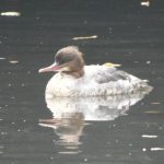 Goosander, Tooting Common (N Rutter).