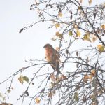 Crossbill, Ash Ranges (S Chapman).