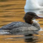 Goosander, Tooting Common (A Wilkinson).