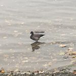 Dark-bellied Brent Goose, Barnes (S Travers).