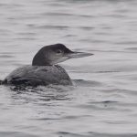 Great Northern Diver, Island Barn Reservoir (C Turner).