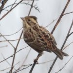 Rustic Bunting, Thursley Common (L Fuller).