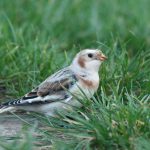 Snow Bunting, Island Barn Reservoir (D Harris).