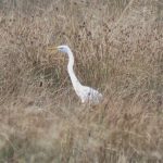 Great Egret, Stoke Lake (S Chastell).