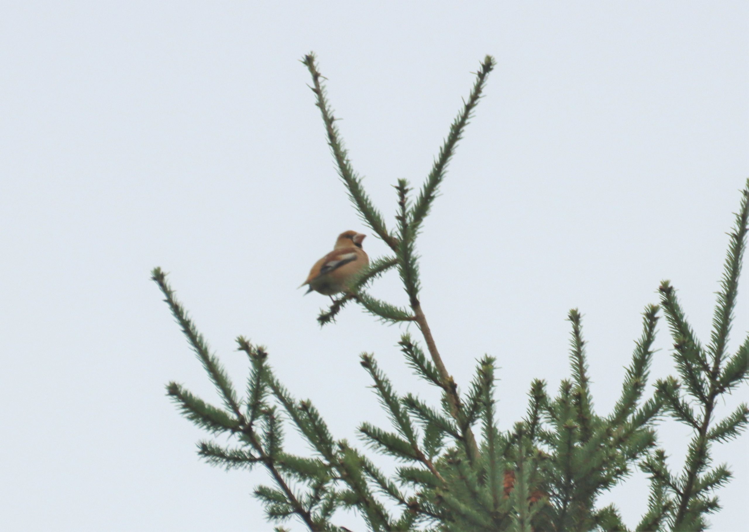 Hawfinch, Effingham Forest (M Fincham).