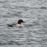 Goosander, Island Barn Reservoir (C Turner).