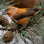 Crossbill, Thursley Common (N Hilton).
