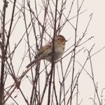 Little Bunting, Thursley Common (C Turner).