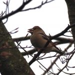 Hawfinch, Effingham Forest (D Young).