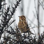 Little Bunting, Thursley Common (M Leitch).