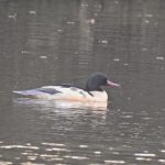 Goosander, Cutt Mill Ponds (J Hunt).