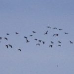 Barnacle Geese, Island Barn Reservoir (D Harris).