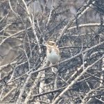 Rustic Bunting, Thursley Common (S Minhinnick).