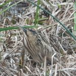 Bittern, London Wetland Centre (J Klavins).